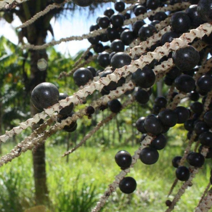 Ekoloģiska acai ogu eļļa, 50 ml, ALTEYA
