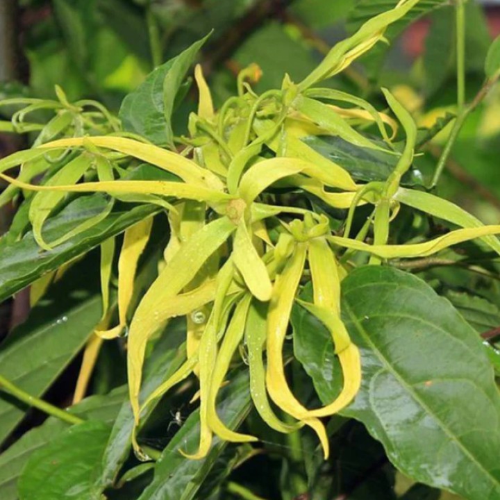 Ekoloģiska ilangilanga (ylang ylang) ēteriskā eļļa, 10 ml, ALTEYA
