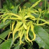 Ekoloģiska ilangilanga (ylang ylang) ēteriskā eļļa, 10 ml, ALTEYA