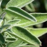 Organic Clary Sage Essential Oil, 10 ml, ALTEYA
