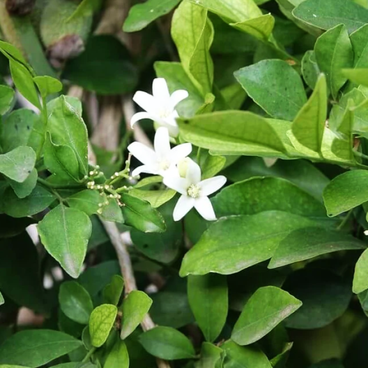 Ekoloģiska neroli ēteriskā eļļa, 10 ml, ALTEYA