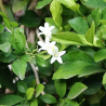 Ekoloģiska neroli ēteriskā eļļa, 10 ml, ALTEYA