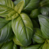 Organic basil essential oil 10 ml, ALTEYA