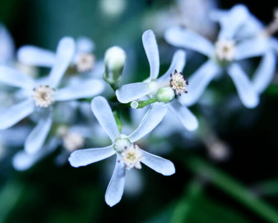 Органическое масло индийского нима, 50 мл, ALTEYA — изображение 2