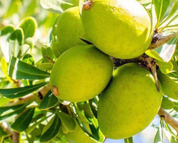 Ekoloģiska argāna eļļa, 50 ml, ALTEYA - Image 2