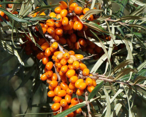 Organic sea buckthorn oil2 Organic Sea Buckthorn Oil, 50 ml, ALTEYA - Image 2