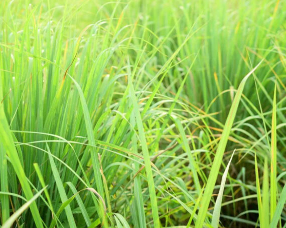 Органическое эфирное масло лемонграсса, 10 мл, ALTEYA2 Органическое эфирное масло лемонграсса, 10 мл, ALTEYA — изображение 2