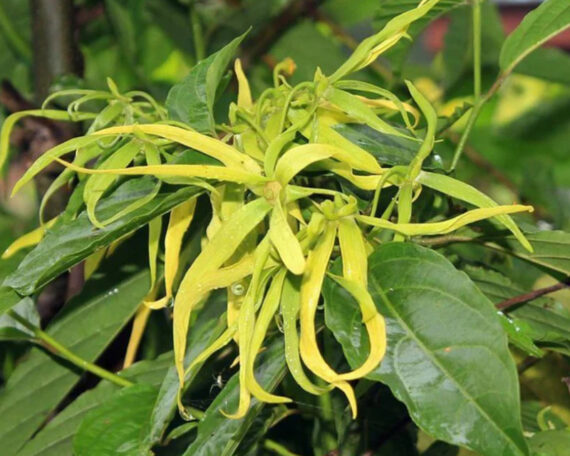 Органическое эфирное масло иланг-иланга, 10 мл, ALTEYA2 Органическое эфирное масло иланг-иланга, 10 мл, ALTEYA — изображение 2