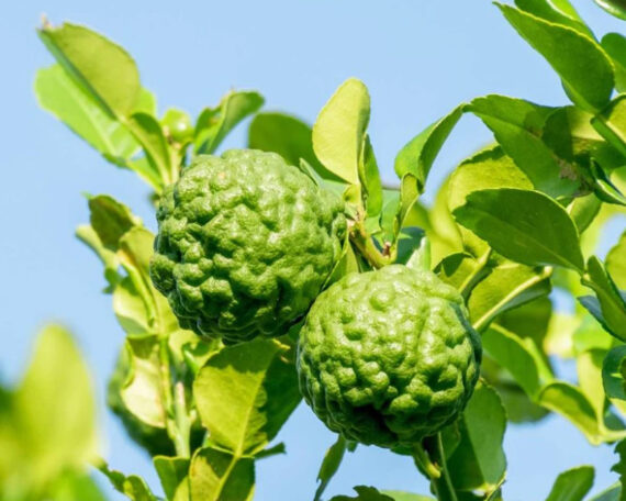 Органическое эфирное масло бергамота, 10 мл, ALTEYA2 Органическое эфирное масло бергамота, 10 мл, ALTEYA — изображение 2