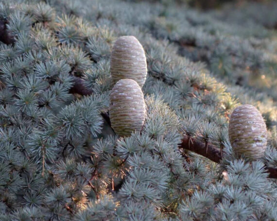 Органическое эфирное масло кедрового дерева, 10 мл, ALTEYA2 Органическое эфирное масло кедрового дерева, 10 мл, ALTEYA — изображение 2