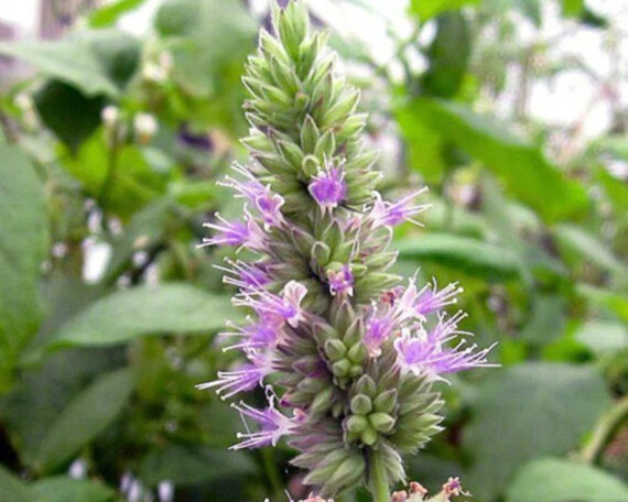 Органическое эфирное масло пачули, 10 мл, ALTEYA2 Органическое эфирное масло пачули, 10 мл, ALTEYA — изображение 2