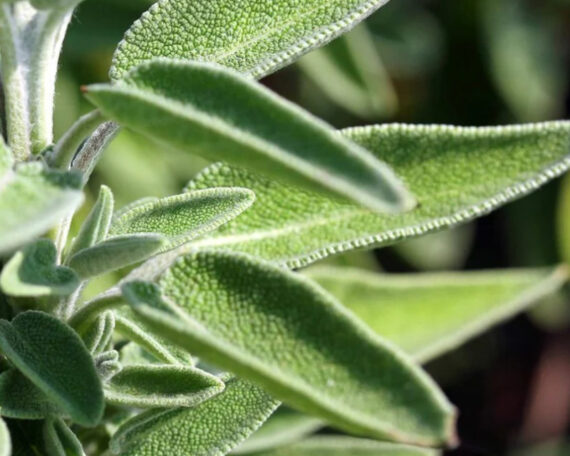 Ekoloģiska salvijas ēteriskā eļļa2 Органическое эфирное масло шалфея, 10 мл, ALTEYA — изображение 2