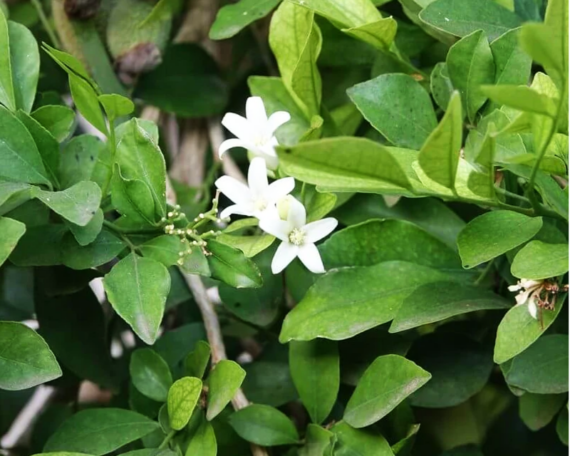 neroli ēteriskā eļļa2 Ekoloģiska neroli ēteriskā eļļa, 10 ml, ALTEYA - Image 2