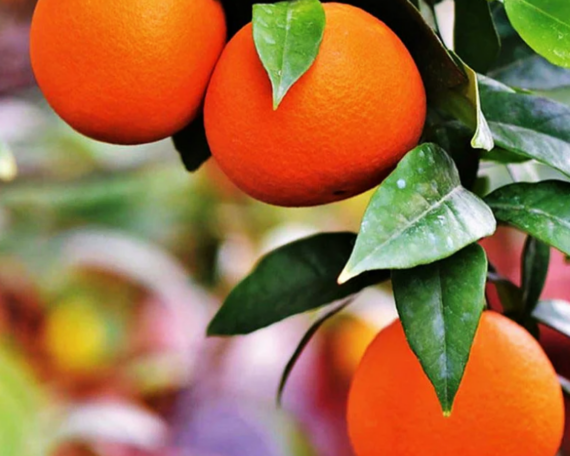 Ekoloģiska saldā apelsīna ēteriskā eļļa, 10 ml, ALTEYA - Image 2